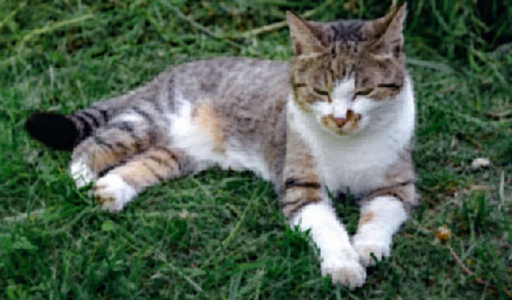 Tito