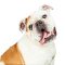 Portrait of cute English Bulldog tilting head with tongue out.