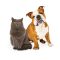English Bulldog and Gray Cat A beautiful English Bulldog and a pretty gray cat sitting nicely together and looking at the camera