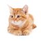 cute-orange-tabby-kitten-resting-curled-up-2026-01-07-02-28-07-utc