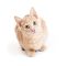 Cute curious young buff tabby cat sitting and looking up with attentive expression