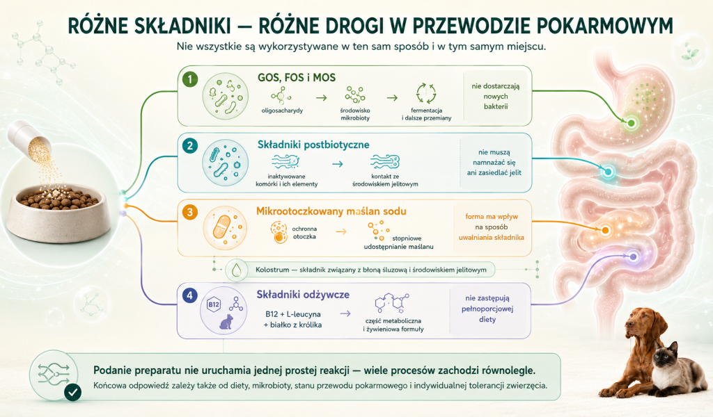 postbiopet działanie 2